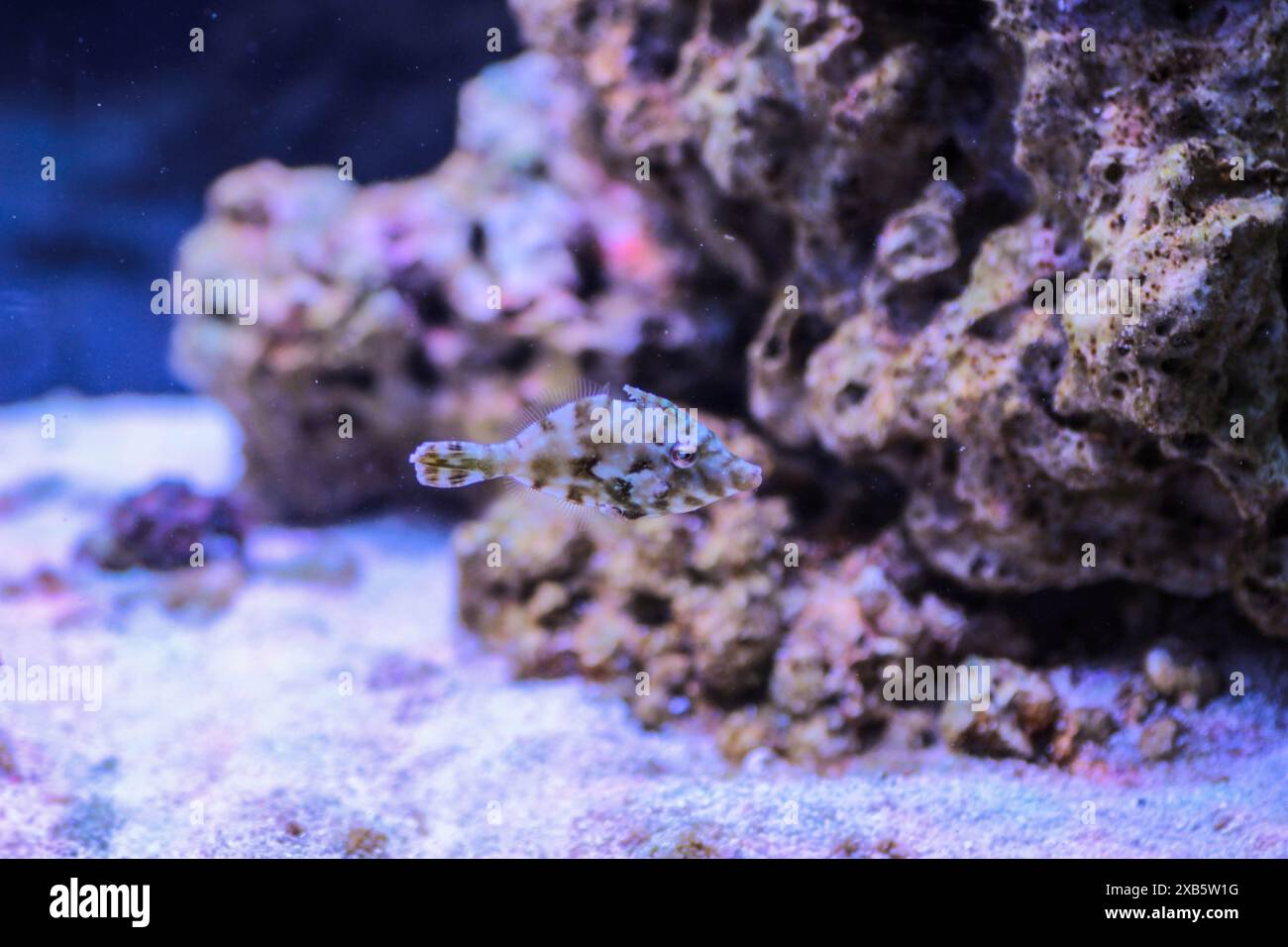 Aiptasia Eating Filefish - ( Acreichthys tomentosus Stock Photo - Alamy