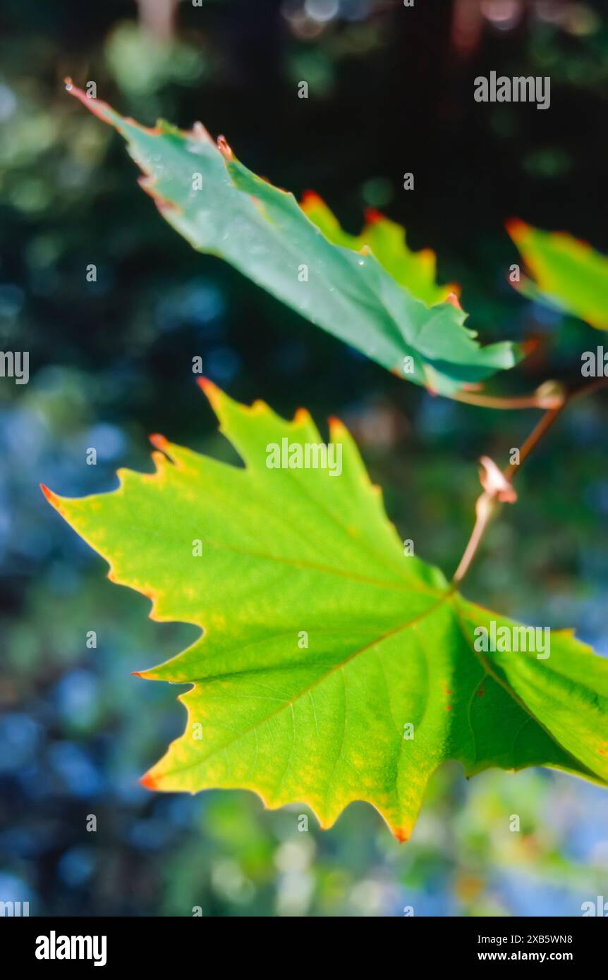 Vivid green leaves hi-res stock photography and images - Alamy