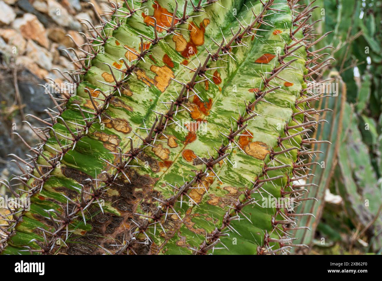 Detalle de hojas y espinas de un cactus de barril de anzuelo, ferocactus  wislizeni Stock Photo - Alamy