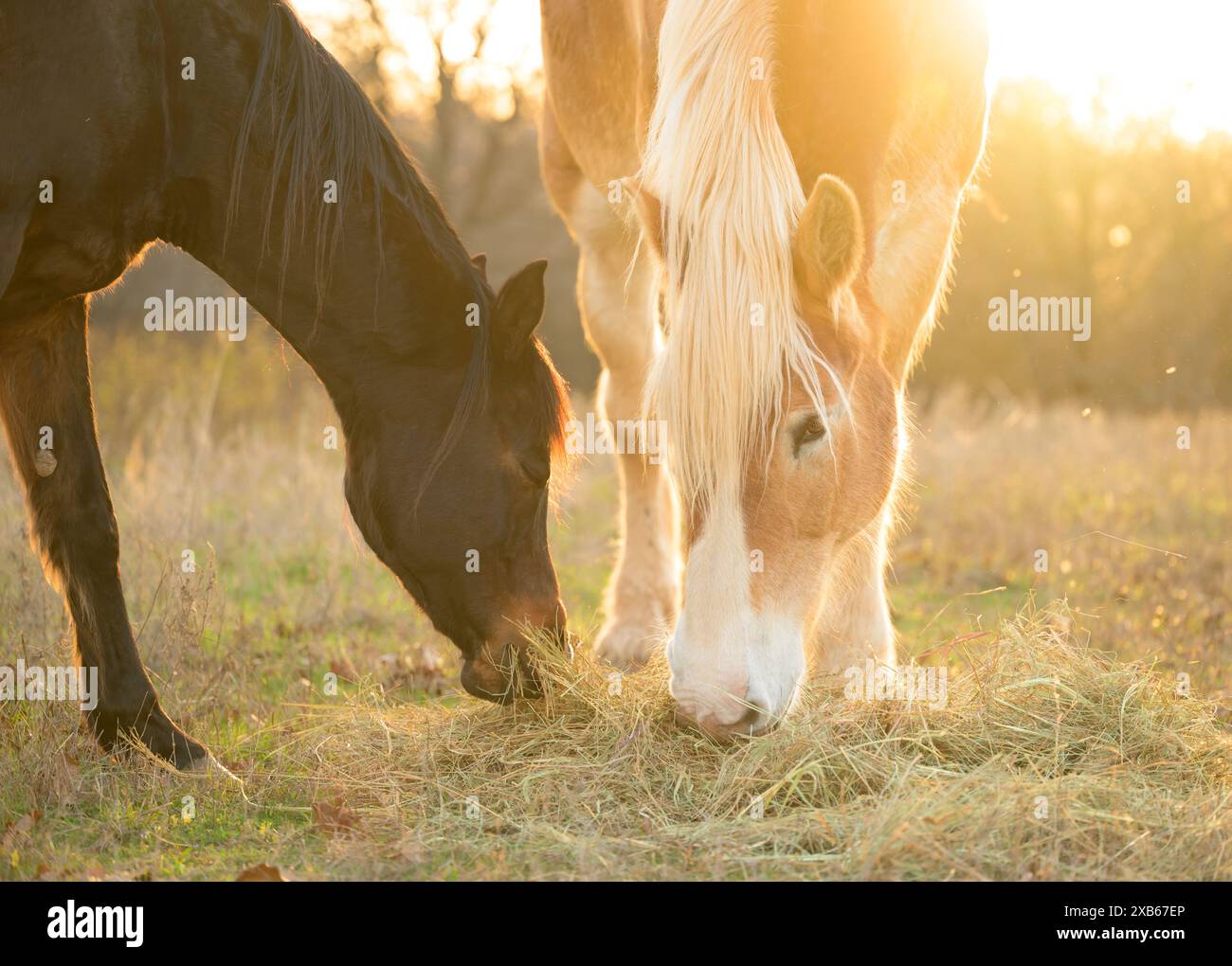 A Belgian draft horse and an Arabian horse sharing hay in early spring pasture, against setting sun Stock Photo