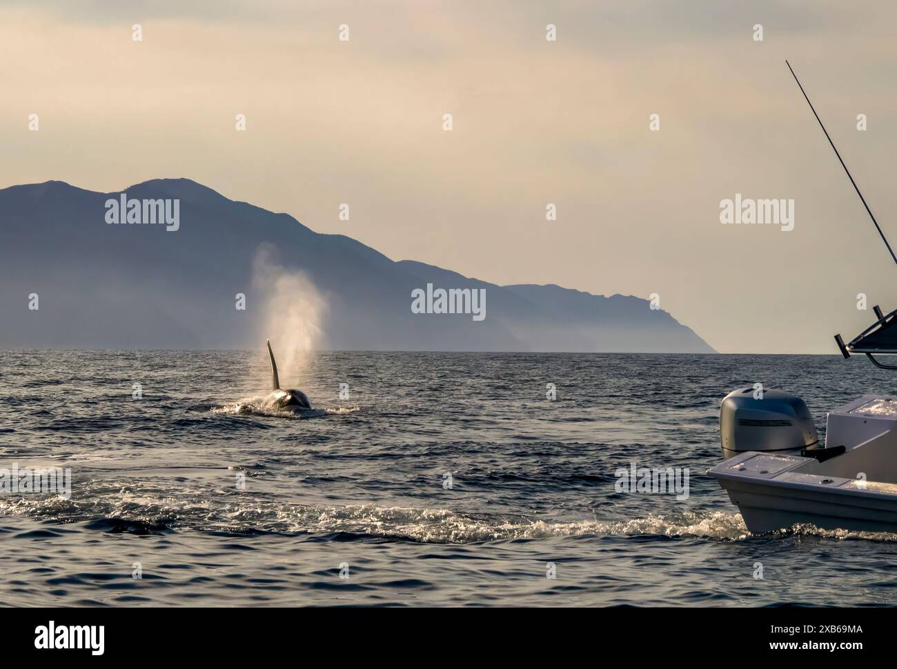A pod of Killer Whales (Orcinus orca) near tourist boats in the Sea of ...