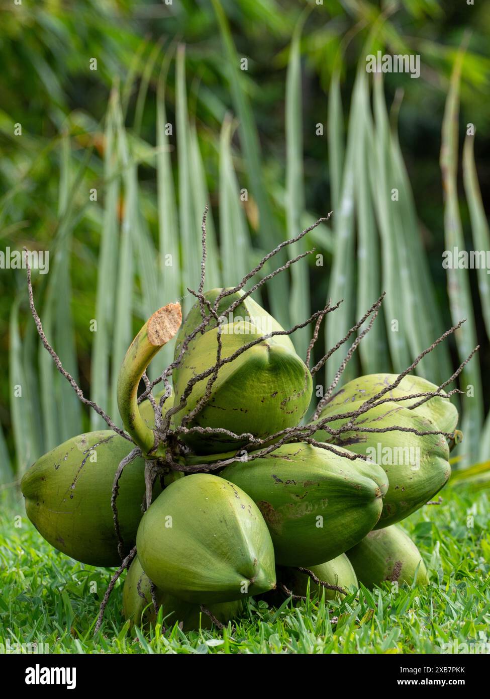 The Fresh green Samoan coconuts in sunlight on grass Stock Photo - Alamy