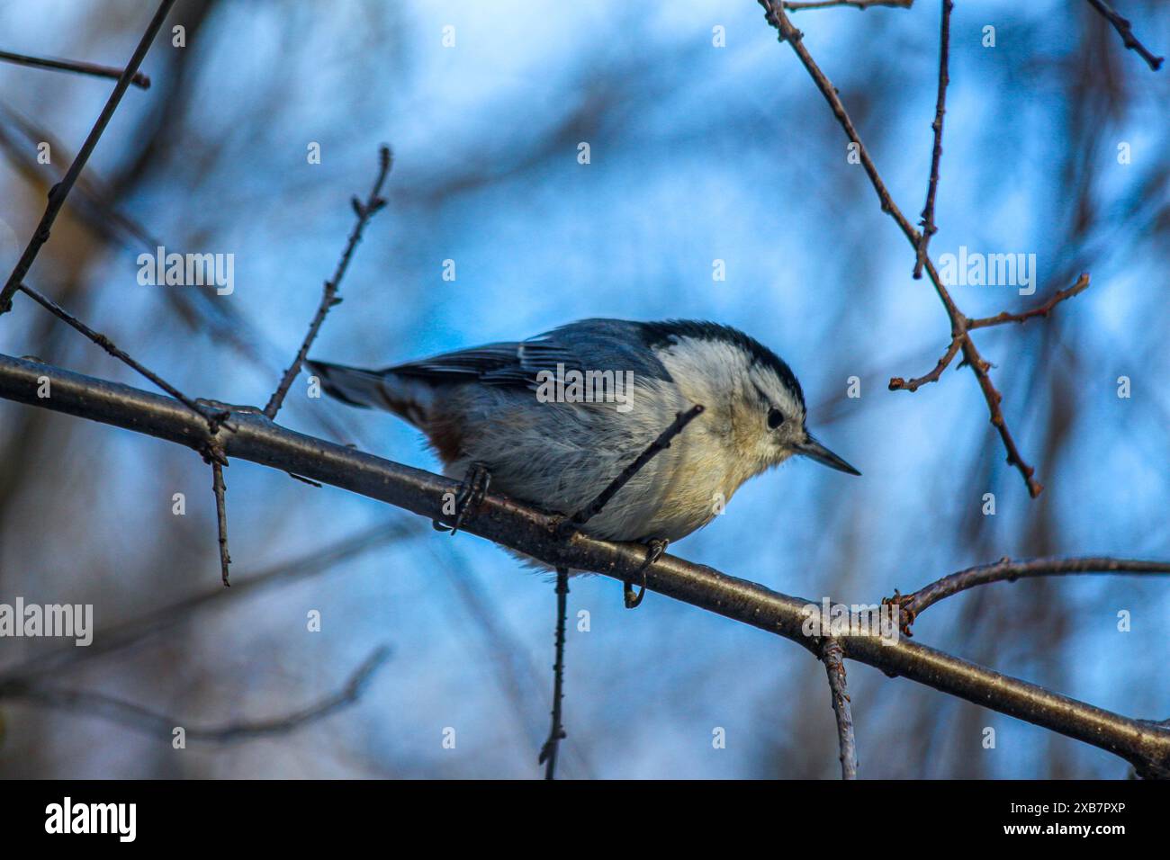 The Upside-down explorer: A nuthatch bird deftly navigates tree trunks ...