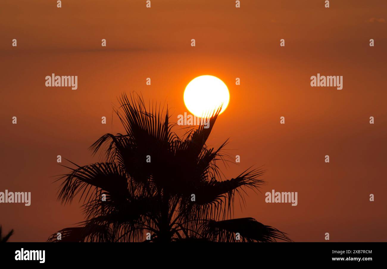 A sun setting behind silhouetted palm tree and tree Stock Photo