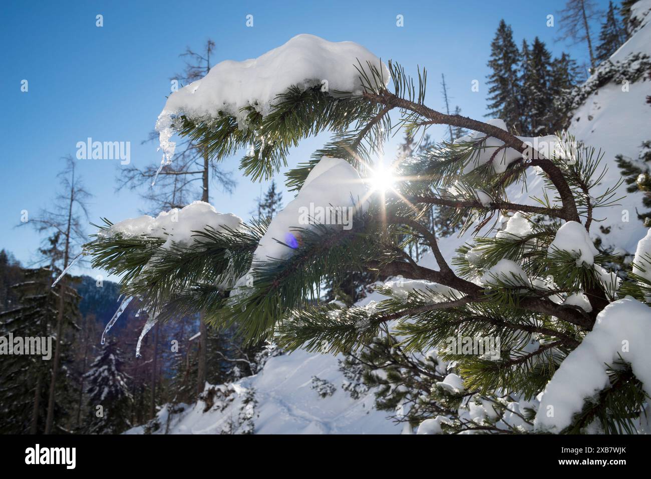 Snowy pine forest hi-res stock photography and images - Alamy
