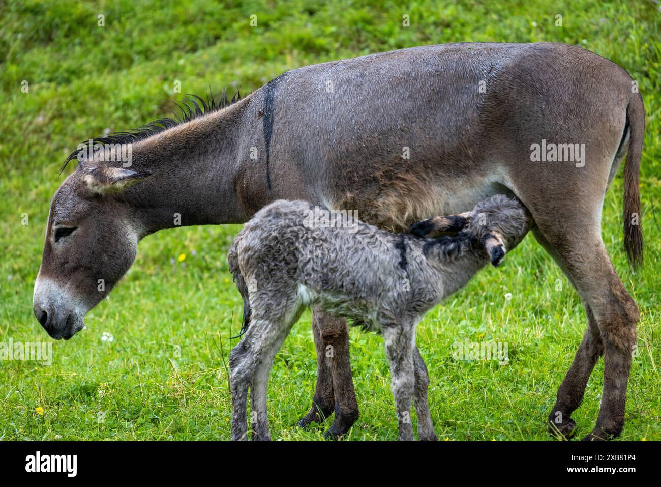 A young donkey and its mother standing in a grassy field with greenery ...