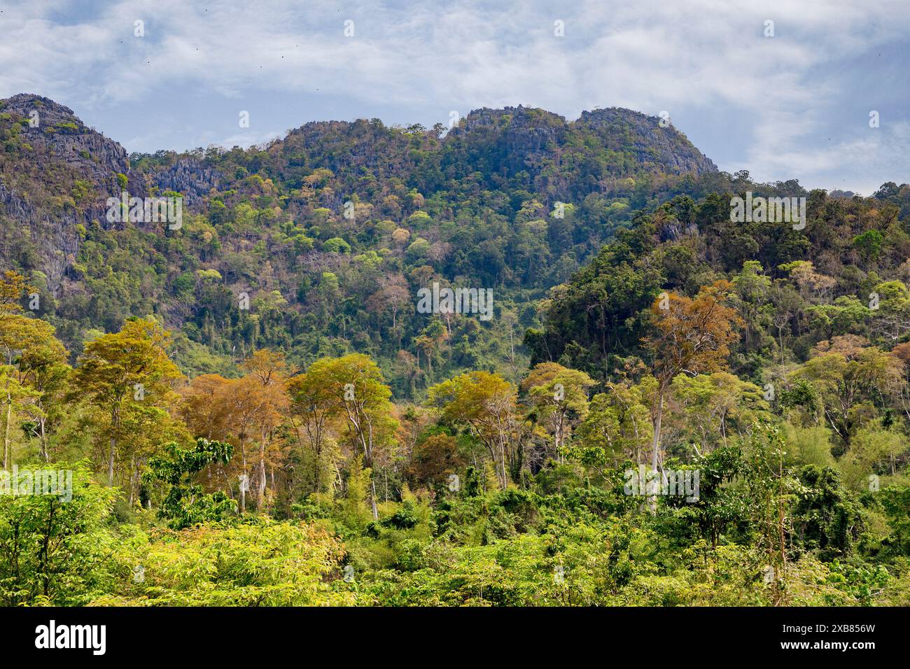 Forest at Xe Bang Fai, Laos Stock Photo