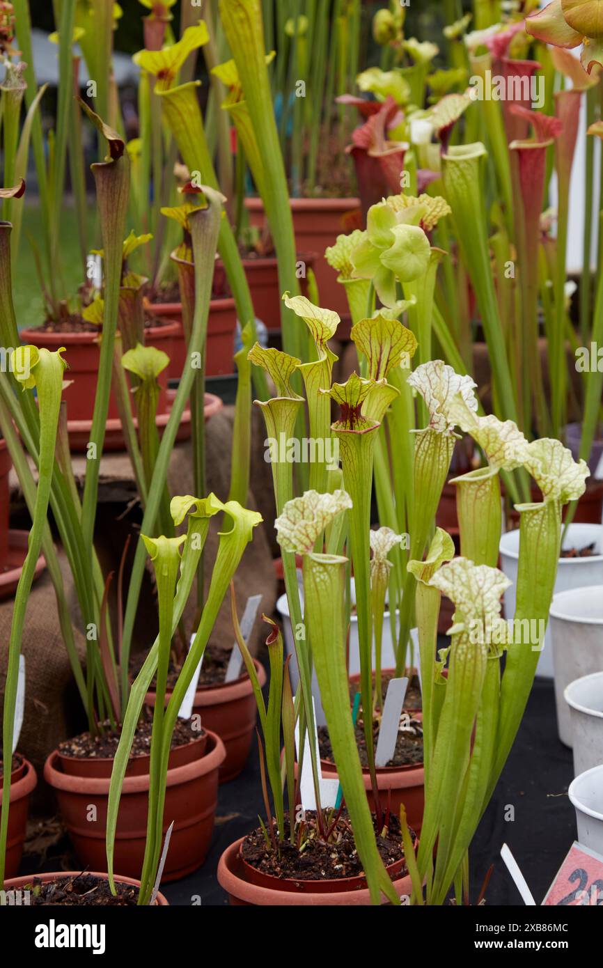 Trumpet pitcher plants hi-res stock photography and images - Alamy