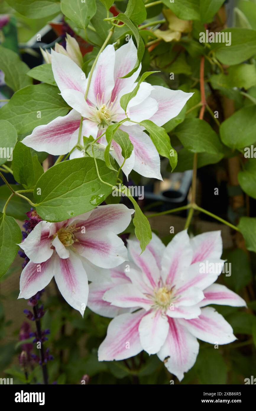 Beautiful pink flowers white hi-res stock photography and images - Alamy