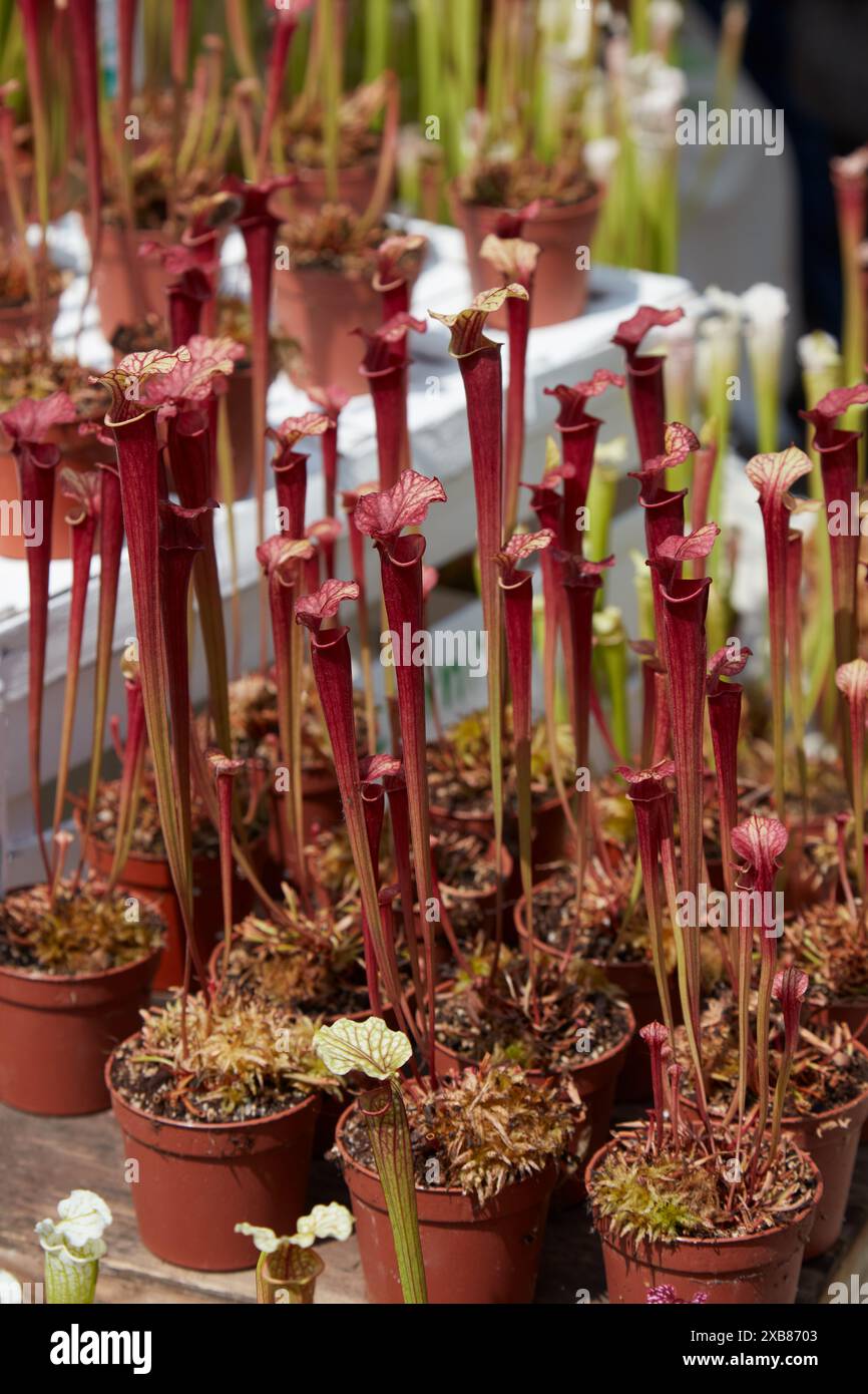 Trumpet pitcher plants hi-res stock photography and images - Alamy
