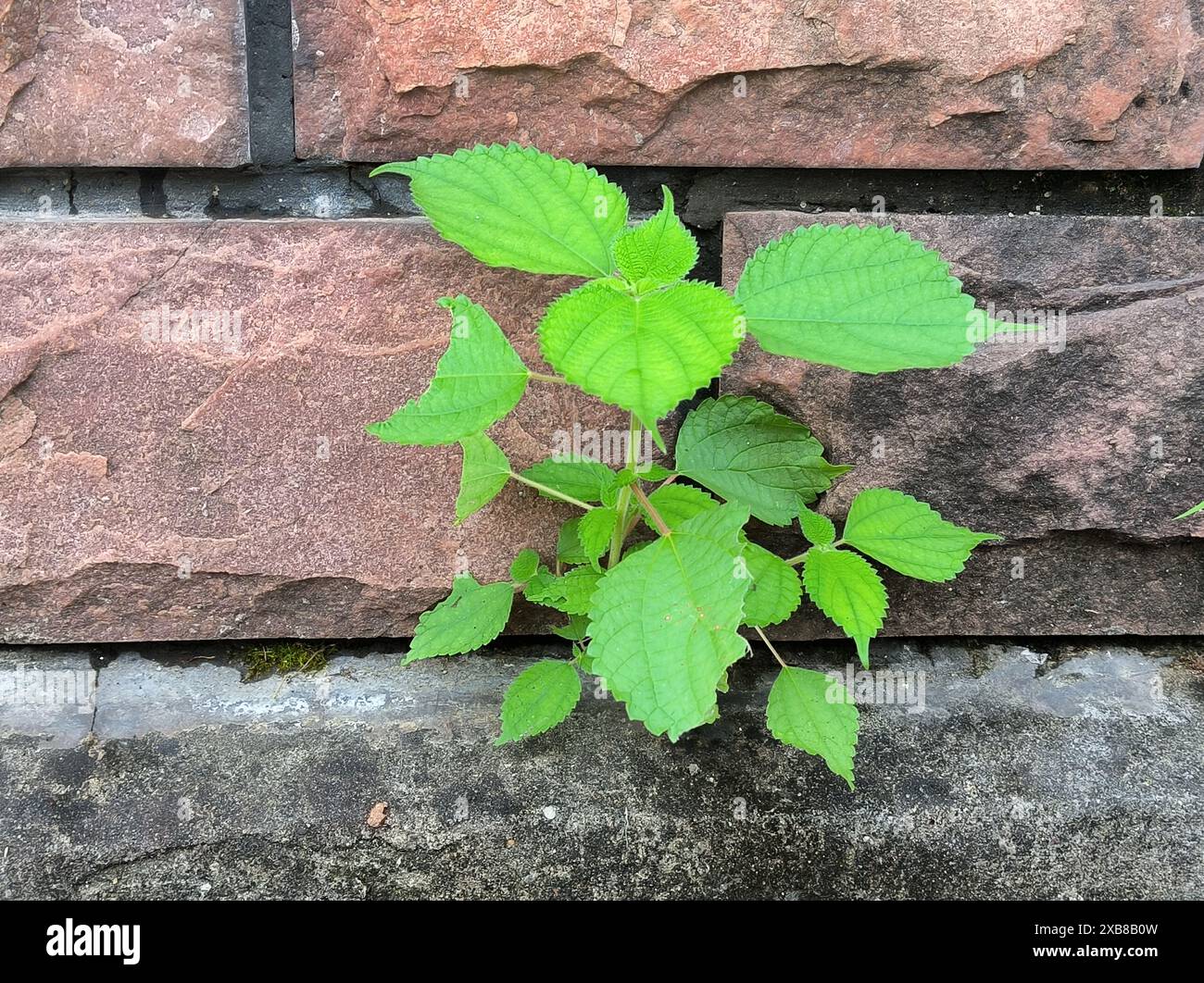 Crack in wall plant growth hi-res stock photography and images - Alamy