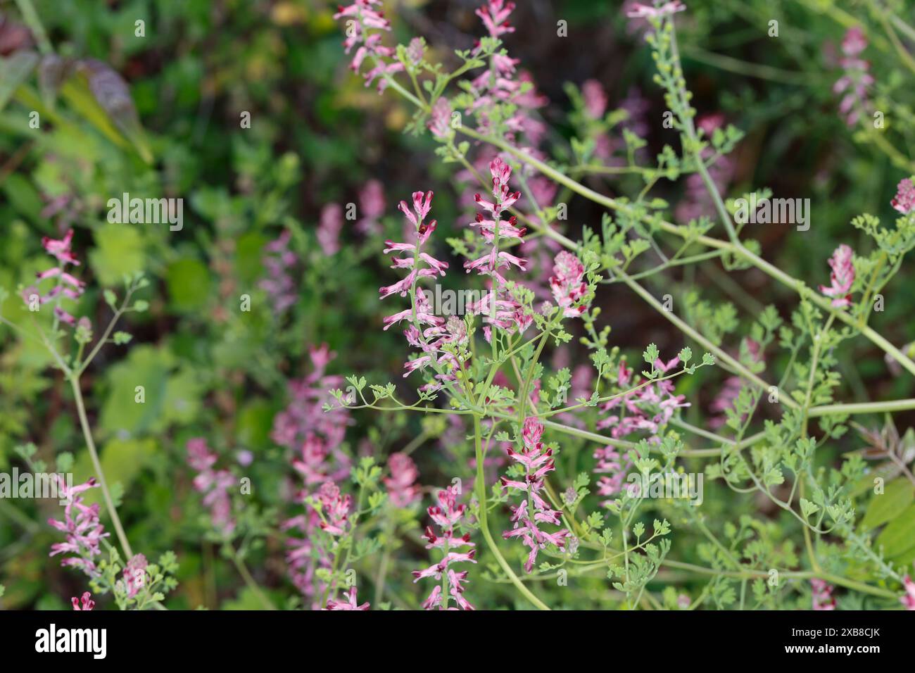 Erdrauch, Gewöhnlicher Erdrauch, Fumaria officinalis, Common Fumitory, Drug Fumitory, Fumitory, Fumeterre, Fumeterre officinale Stock Photo