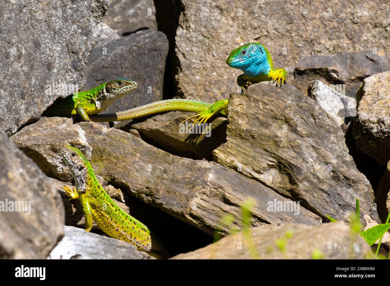 The lizards on rocks surrounded by grass and leaves Stock Photo - Alamy