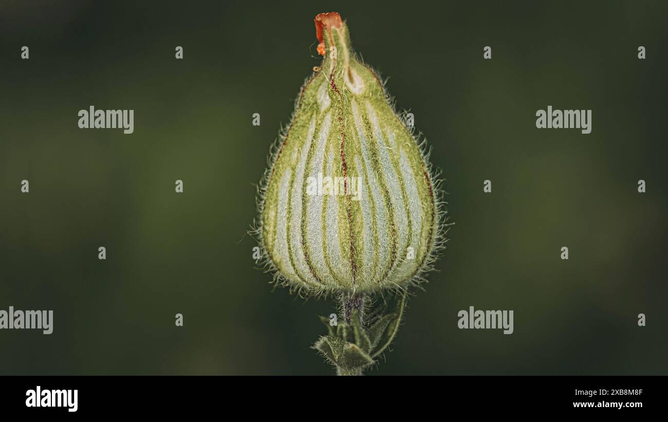 Slender plant stem adorned hi-res stock photography and images - Alamy