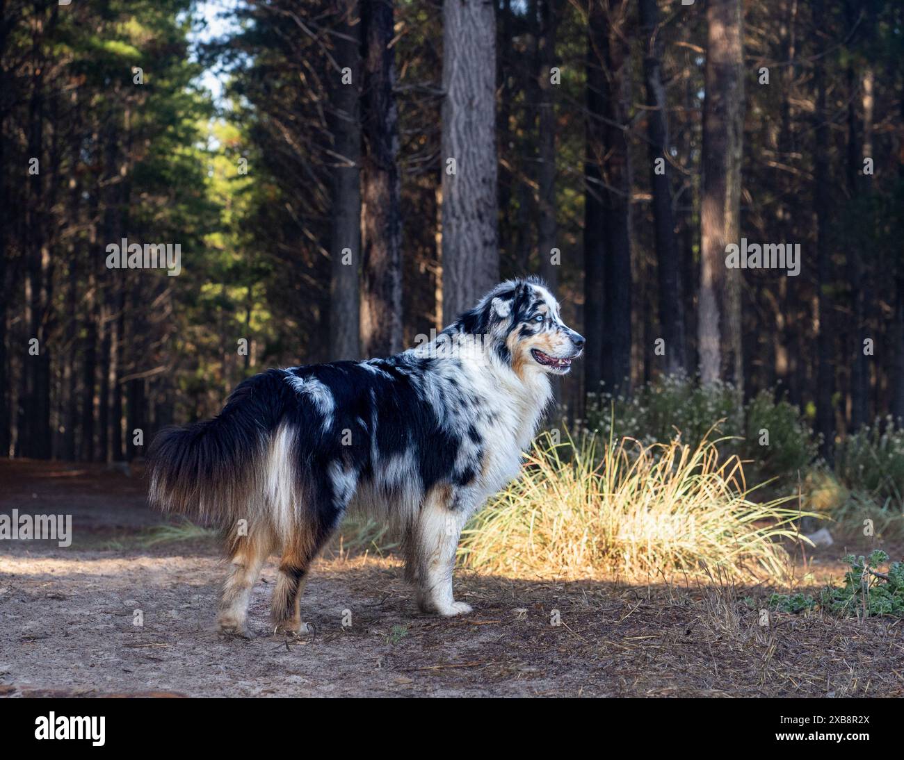 Foring Dogs Dog foraging in woods hi-res stock photography and images - Alamy