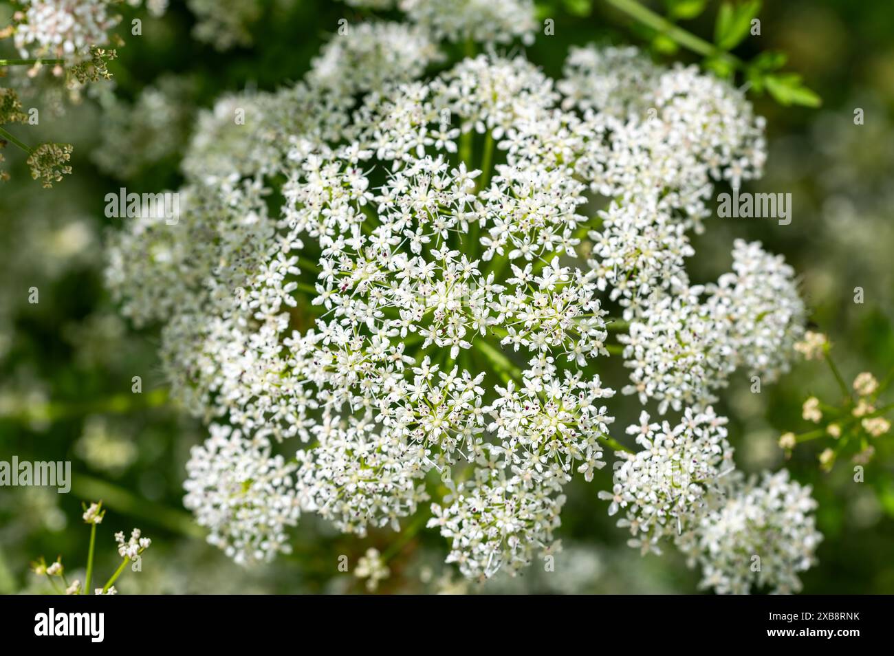 Hemlock Water Dropwort, Oenanthe crocata, growing on the edge of a ...