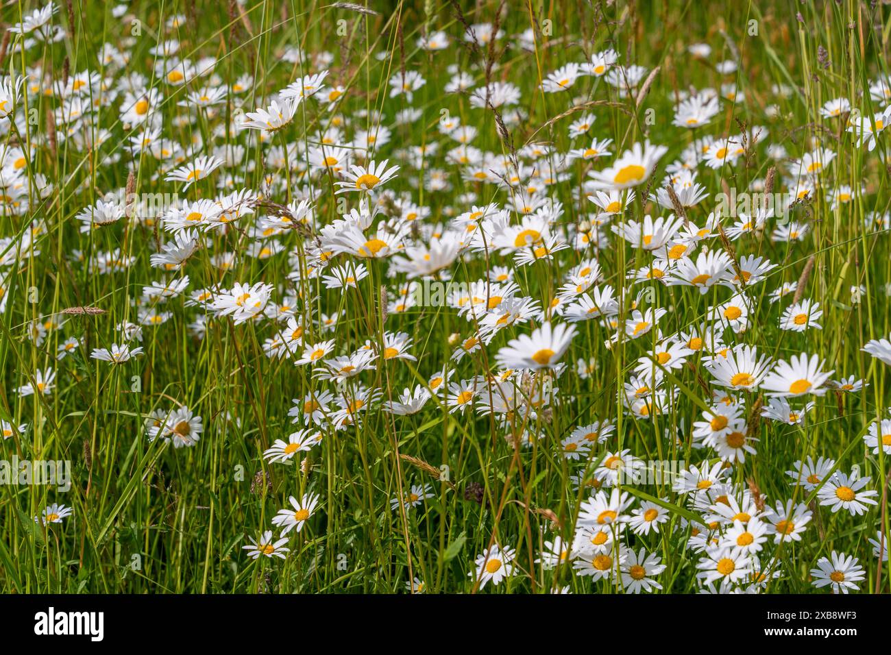 A meadow filled with numerous beautiful white daisies blooming in green grass Stock Photo