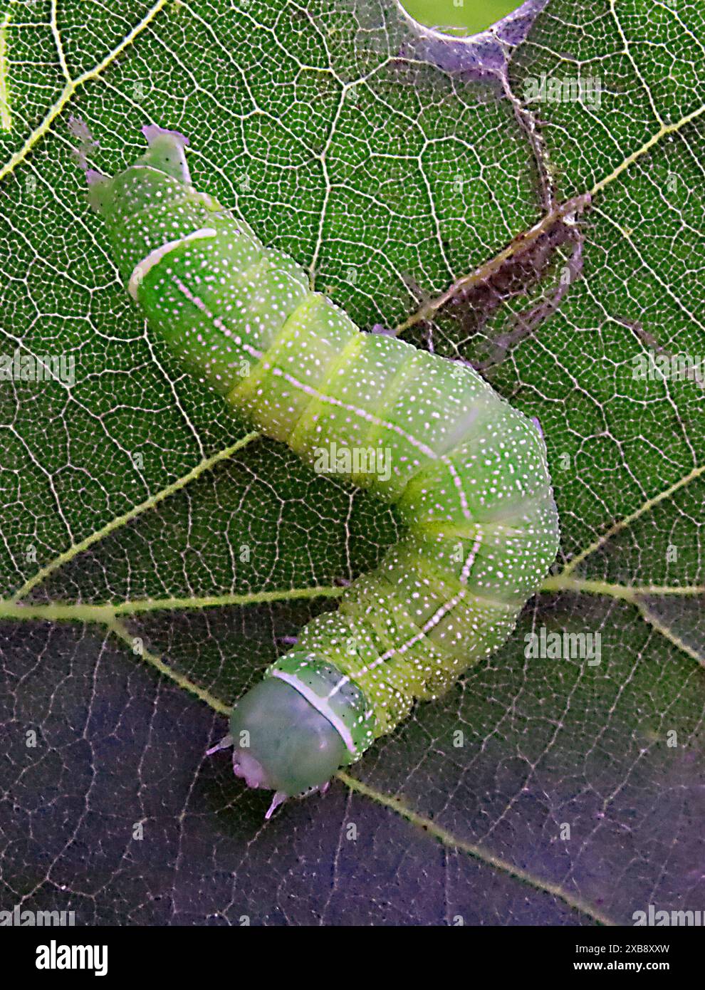 Raupen und schmetterlinge hi-res stock photography and images - Alamy, image size:990x1390