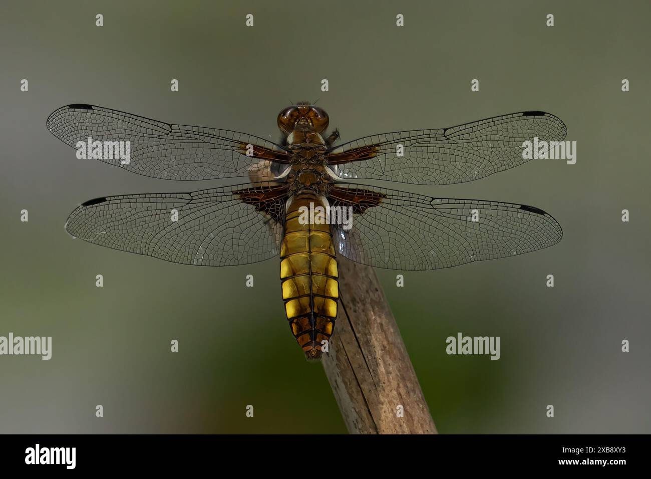 Dragonfly on stick near tree Stock Photo