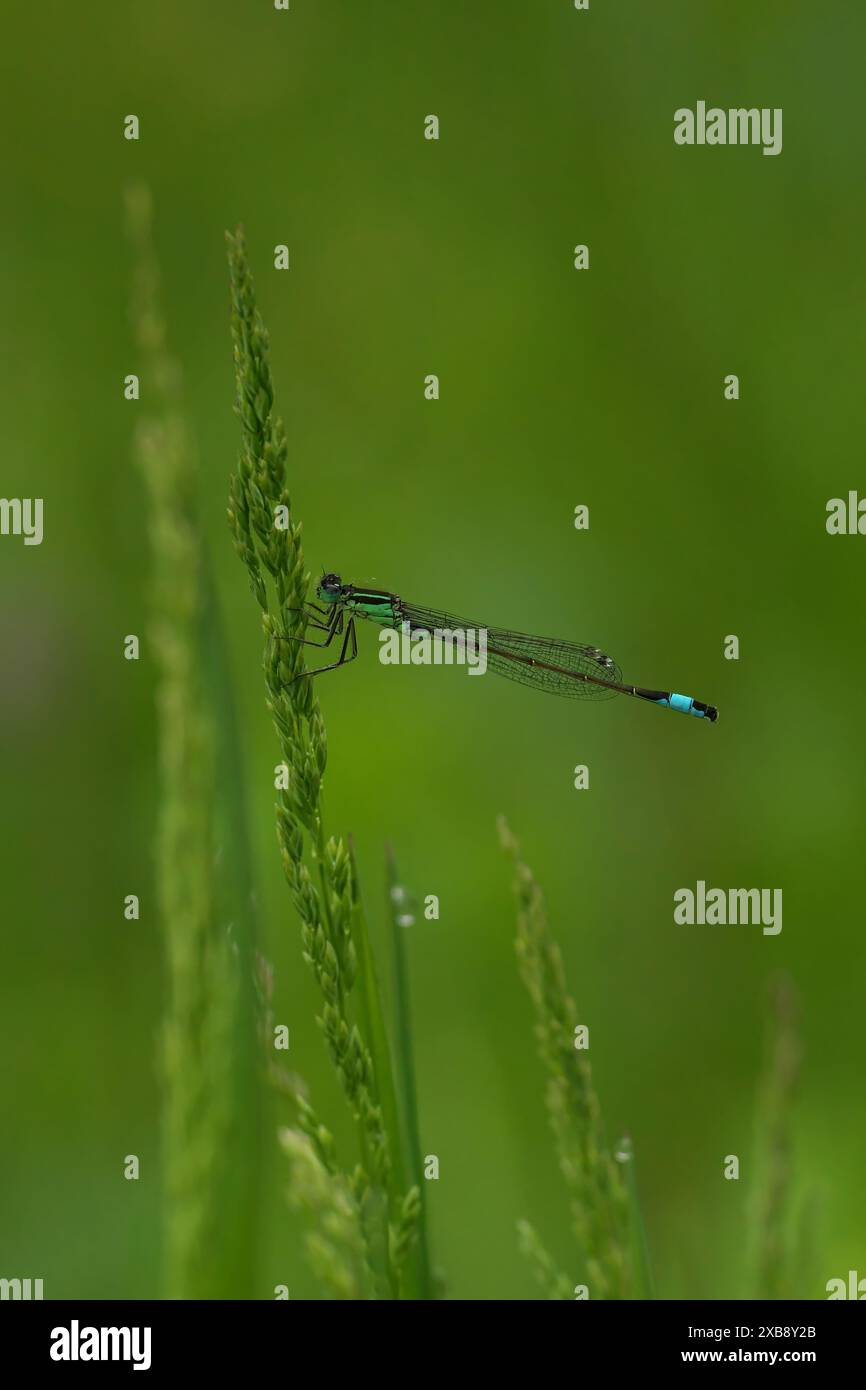 Blue and black dragonfly resting on a plant stem Stock Photo - Alamy