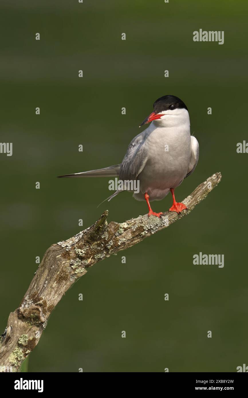 Bird on dead tree branch, observing surroundings Stock Photo