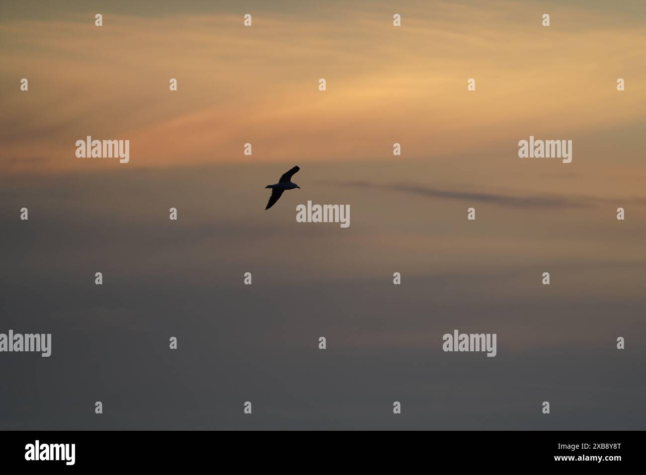 A majestic bird soaring through a sunset sky with dramatic clouds Stock ...