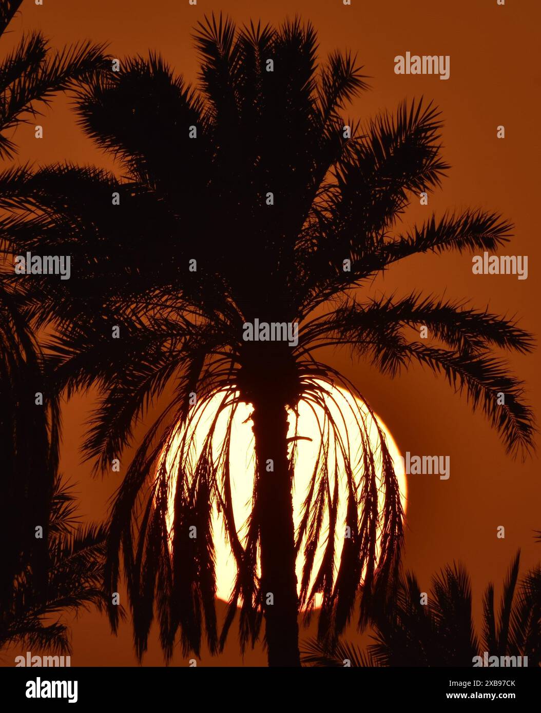 Sun setting behind palm trees against a warm brown sky Stock Photo