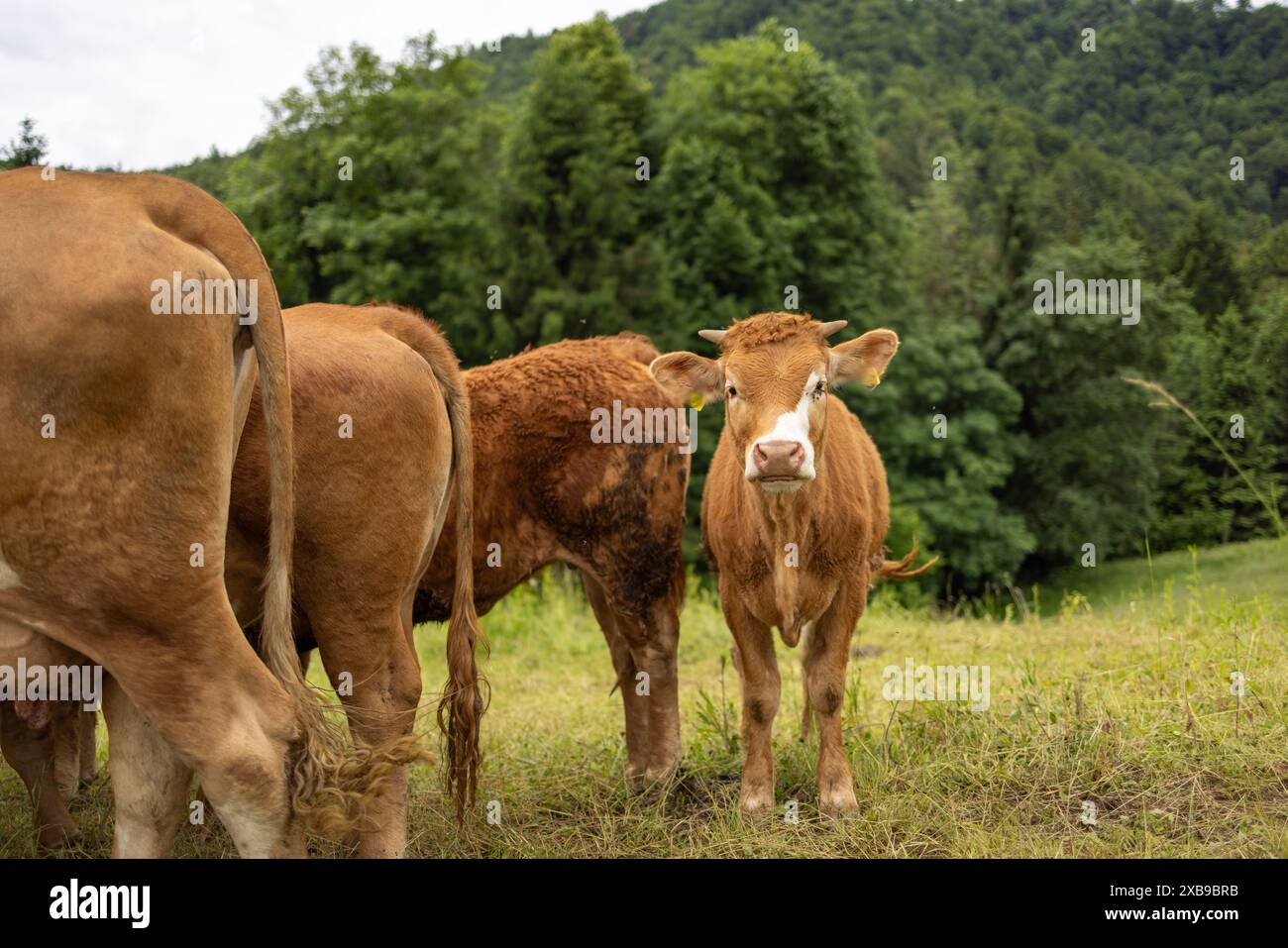 Cows grazing in lush green grass field hi-res stock photography and ...