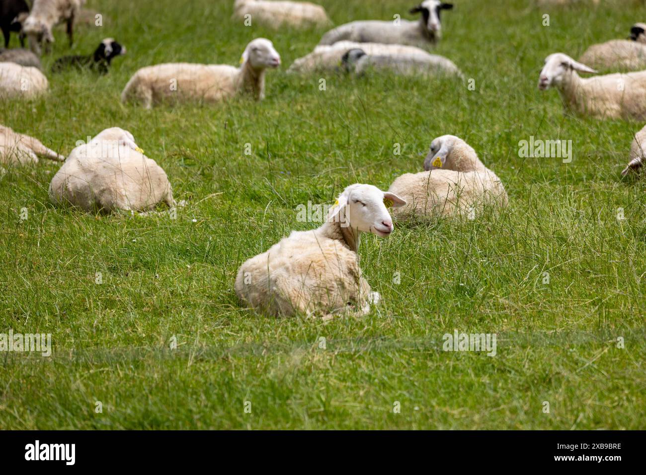 The Sheep resting on grassy field with a dog Stock Photo - Alamy