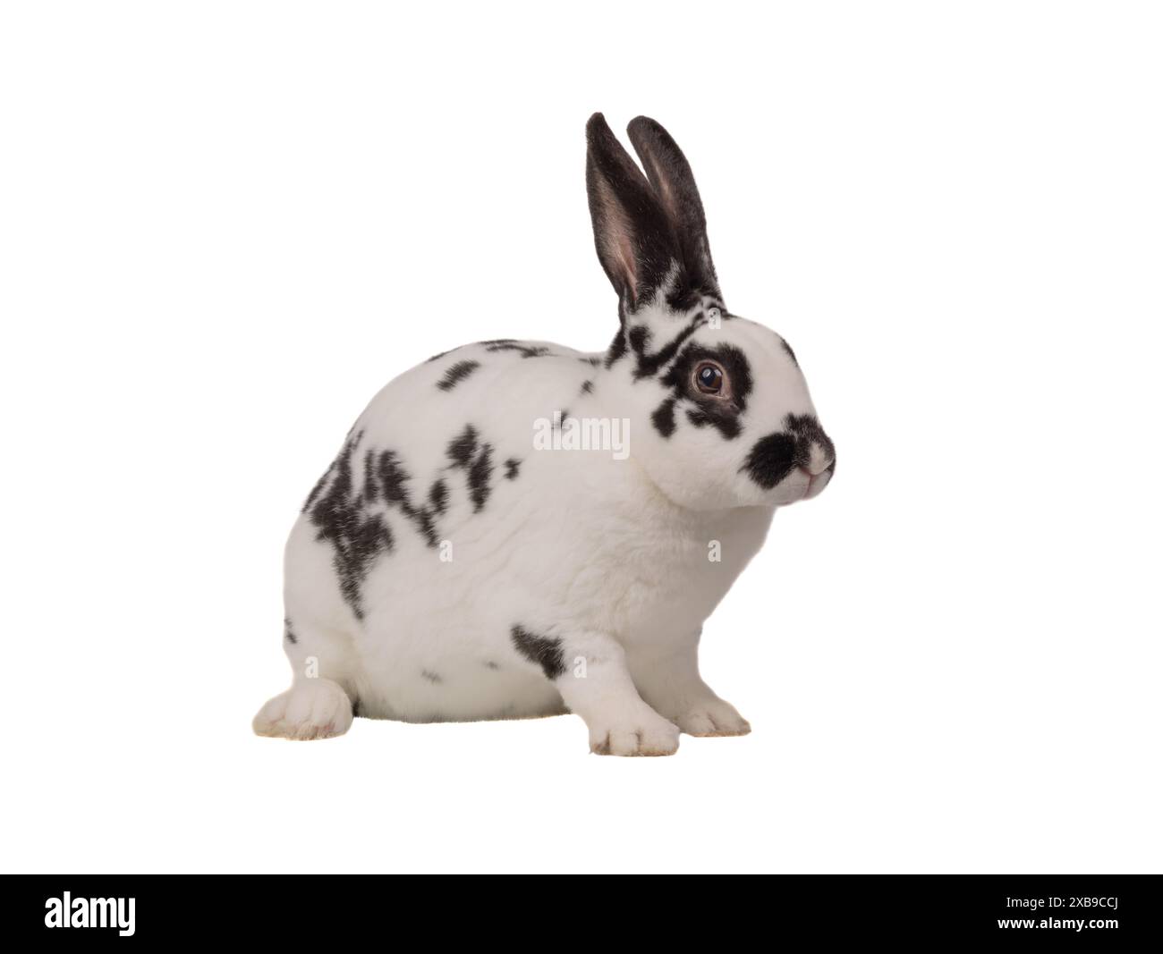 black and white rabbit sitting on a white background Stock Photo