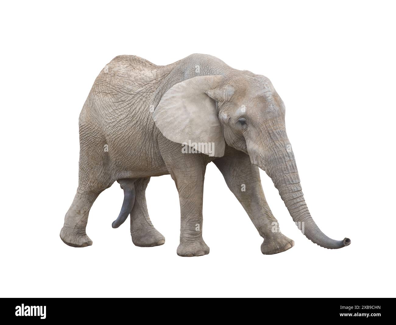 walking african elephant isolated on white background Stock Photo - Alamy
