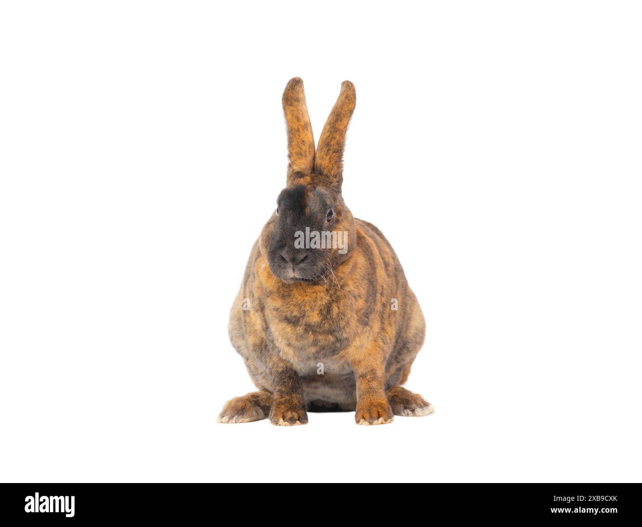 brown rabbit isolated on white background Stock Photo