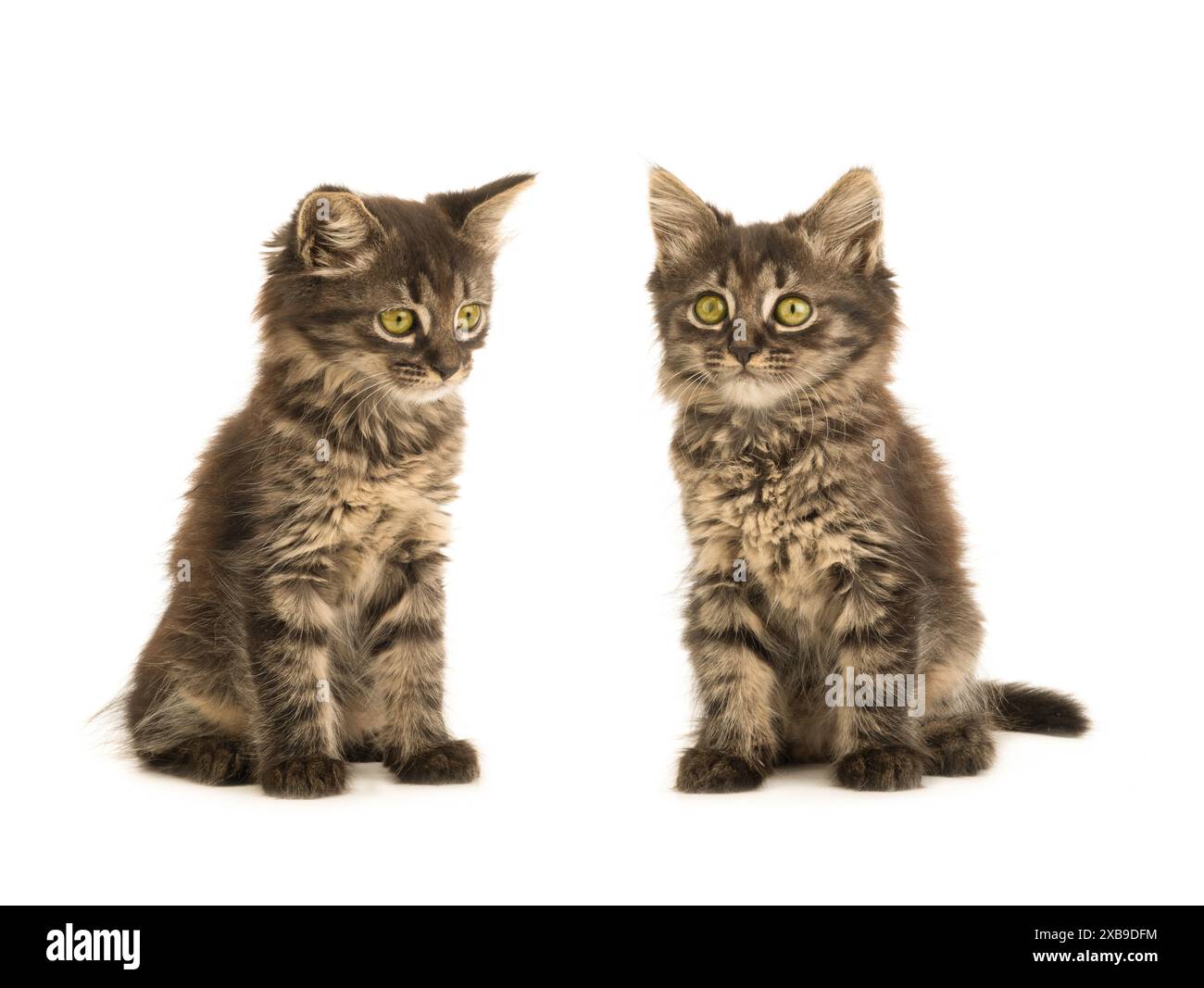 Tabby gray white kittens hi-res stock photography and images - Alamy