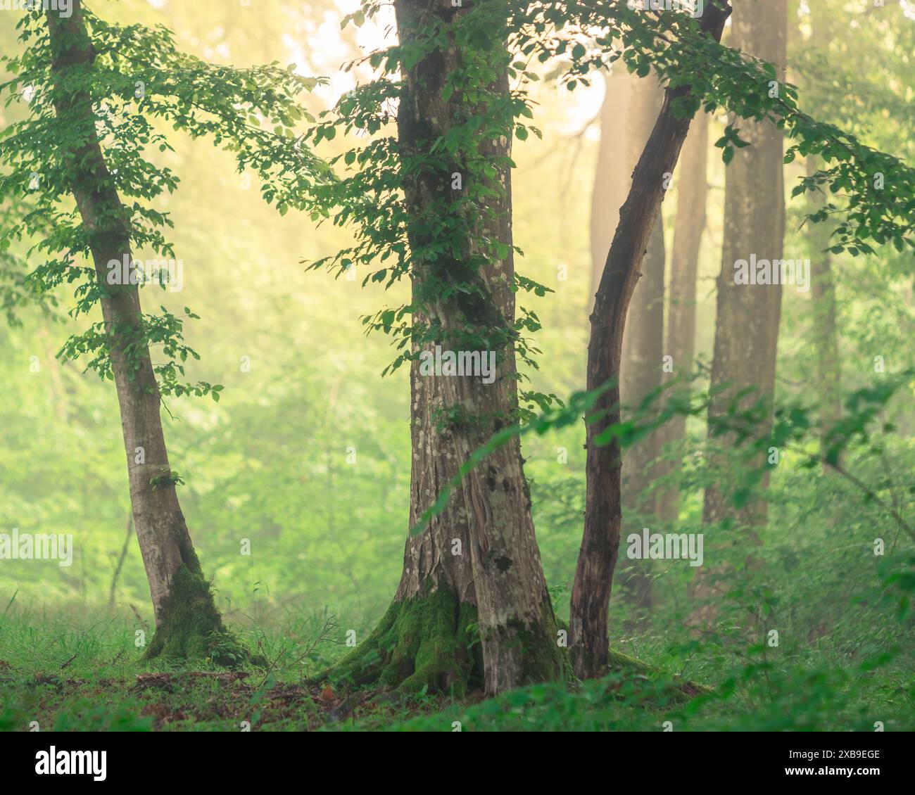 Obscuring leaves hi-res stock photography and images - Alamy