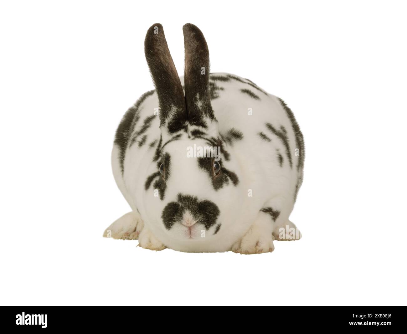 black and white rabbit sitting on a white background Stock Photo