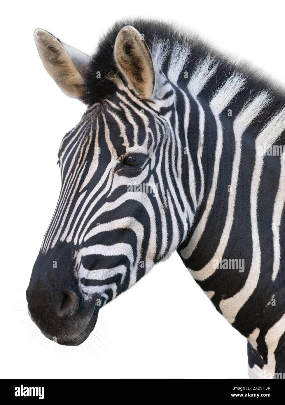 beautiful zebra portrait isolated on white background Stock Photo - Alamy