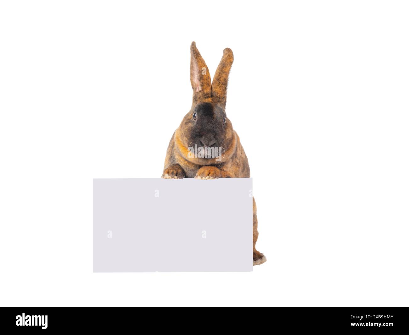brown rabbits stands with a white box isolated on white background ...