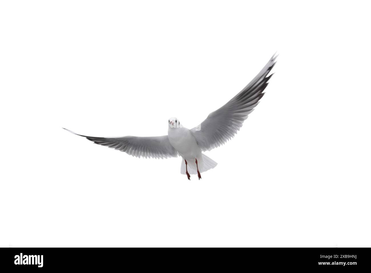 Seagull in flight with spread wings isolated on white background Stock Photo