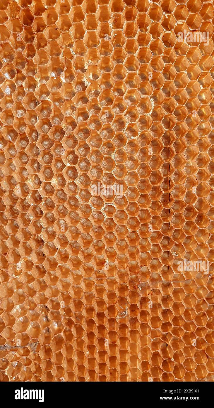 Honeycomb close-up. Reticulated hexagon. Stock Photo