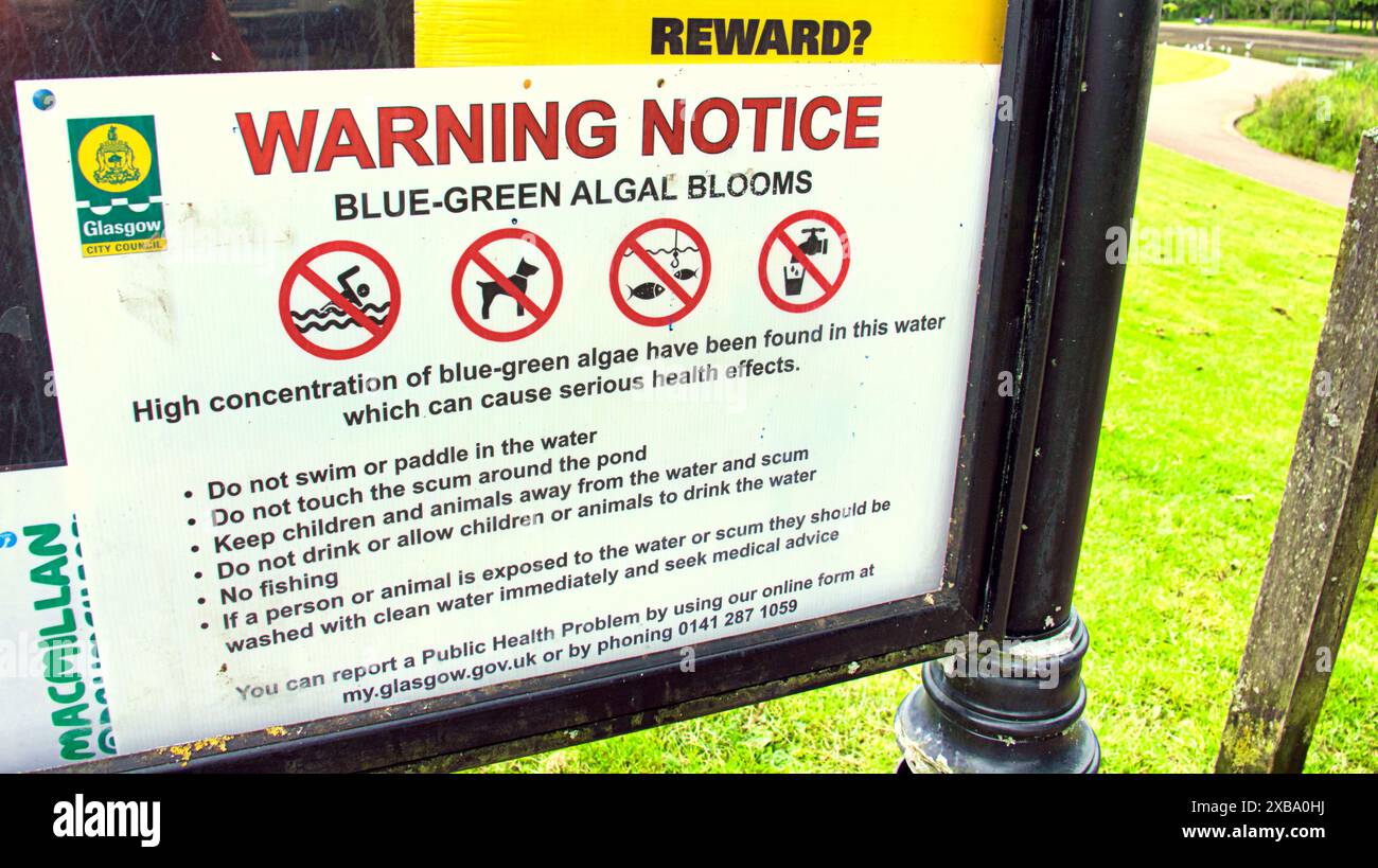 Glasgow, Scotland, UK. 11th June, 2024:  Blue Algae problem city parks sees problem for wildlife as well as locals. Knightswood park boating pond is drained negating the problem but local birds struggling and building nests from rubbish to cope with hatched chicks after the nest is destroyed with draining. Credit Gerard Ferry /Alamy Live News Stock Photo