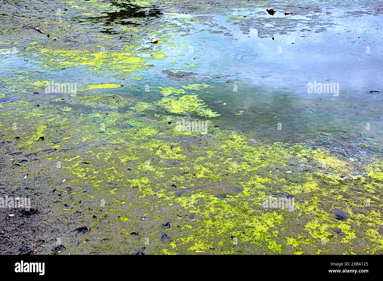 Glasgow, Scotland, UK. 11th June, 2024: Blue Algae problem city parks ...