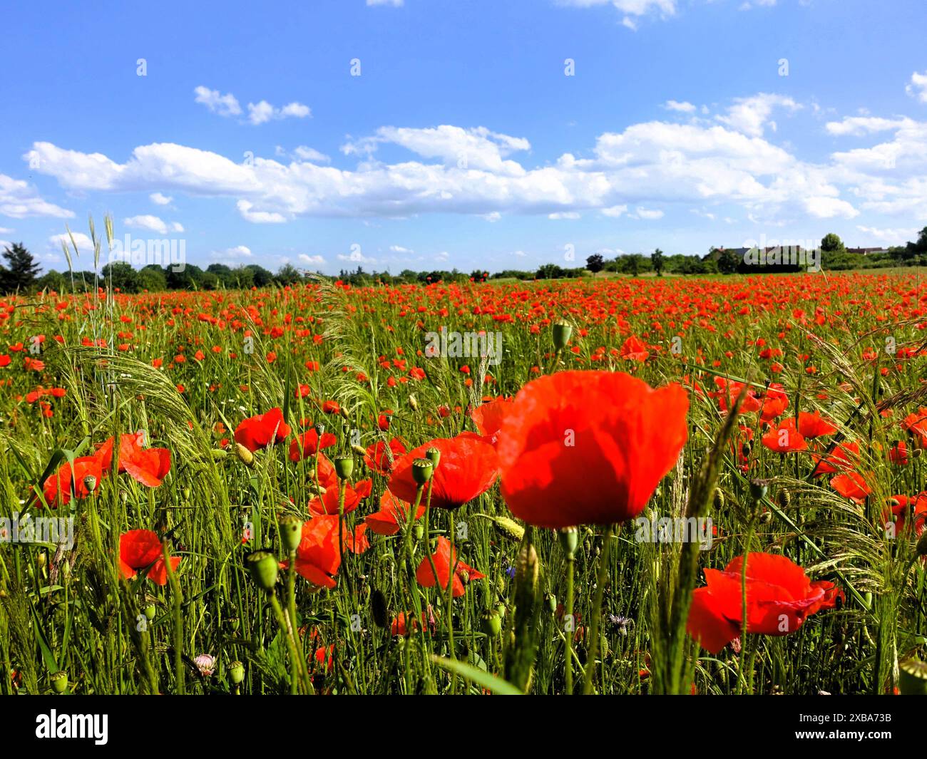 Poppies flowers blue sky clouds hi-res stock photography and images - Alamy