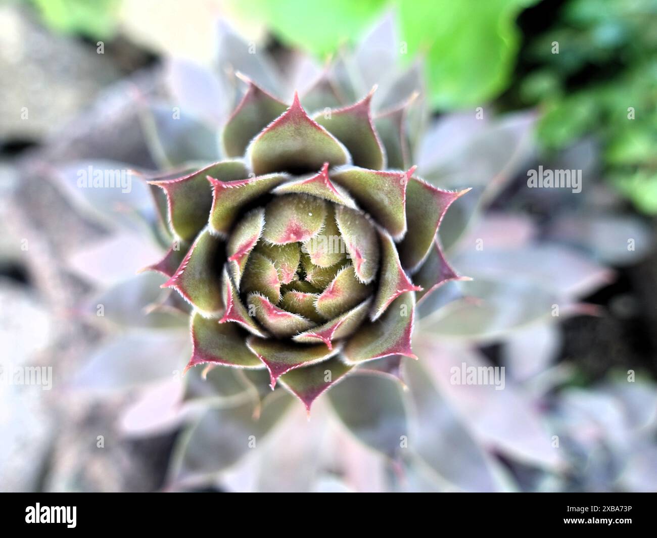 Cactus with red tipped leaves Stock Photo - Alamy