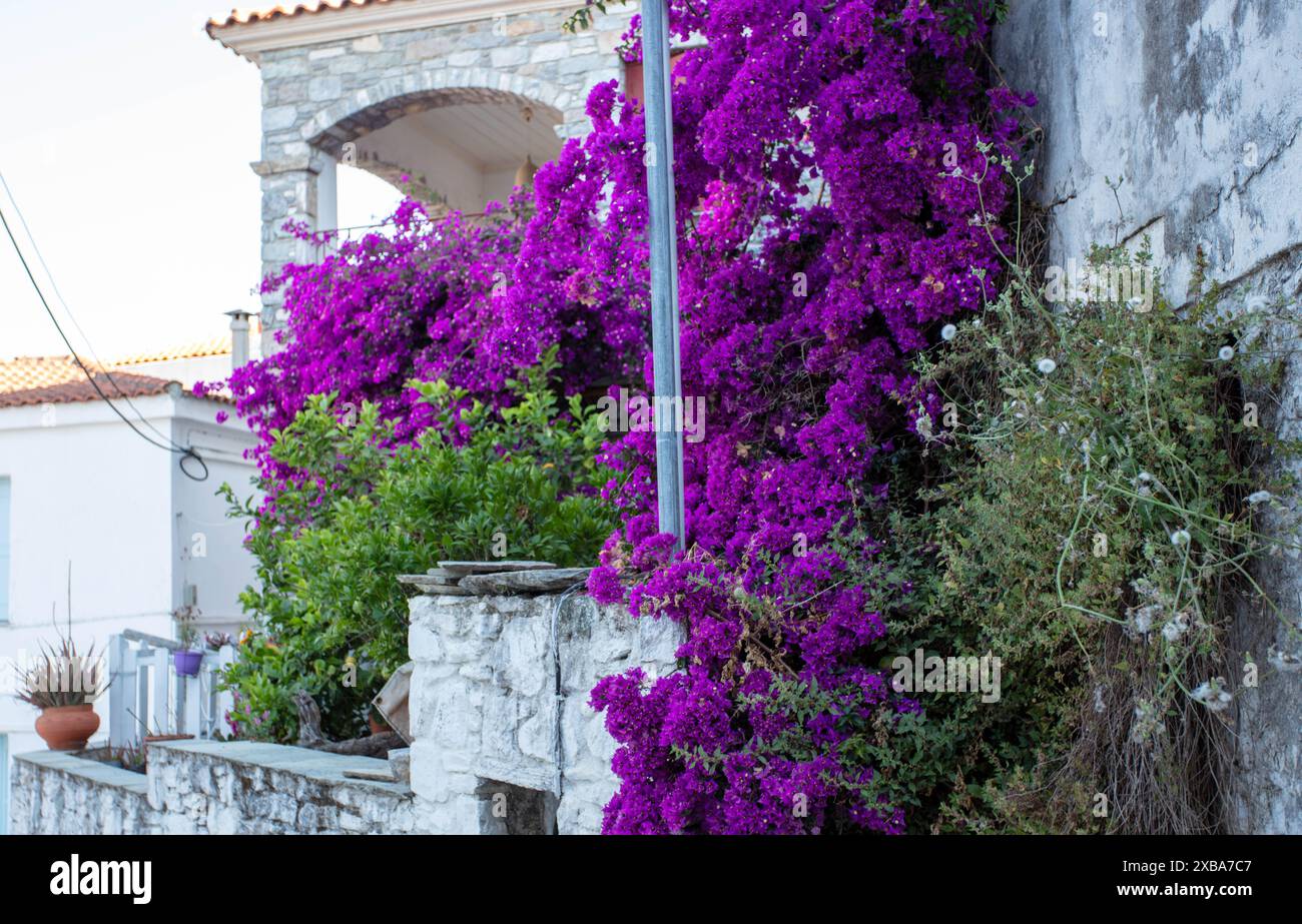 Bouganvillea in glorious purple Old Town Skiathos island Greece Stock Photo