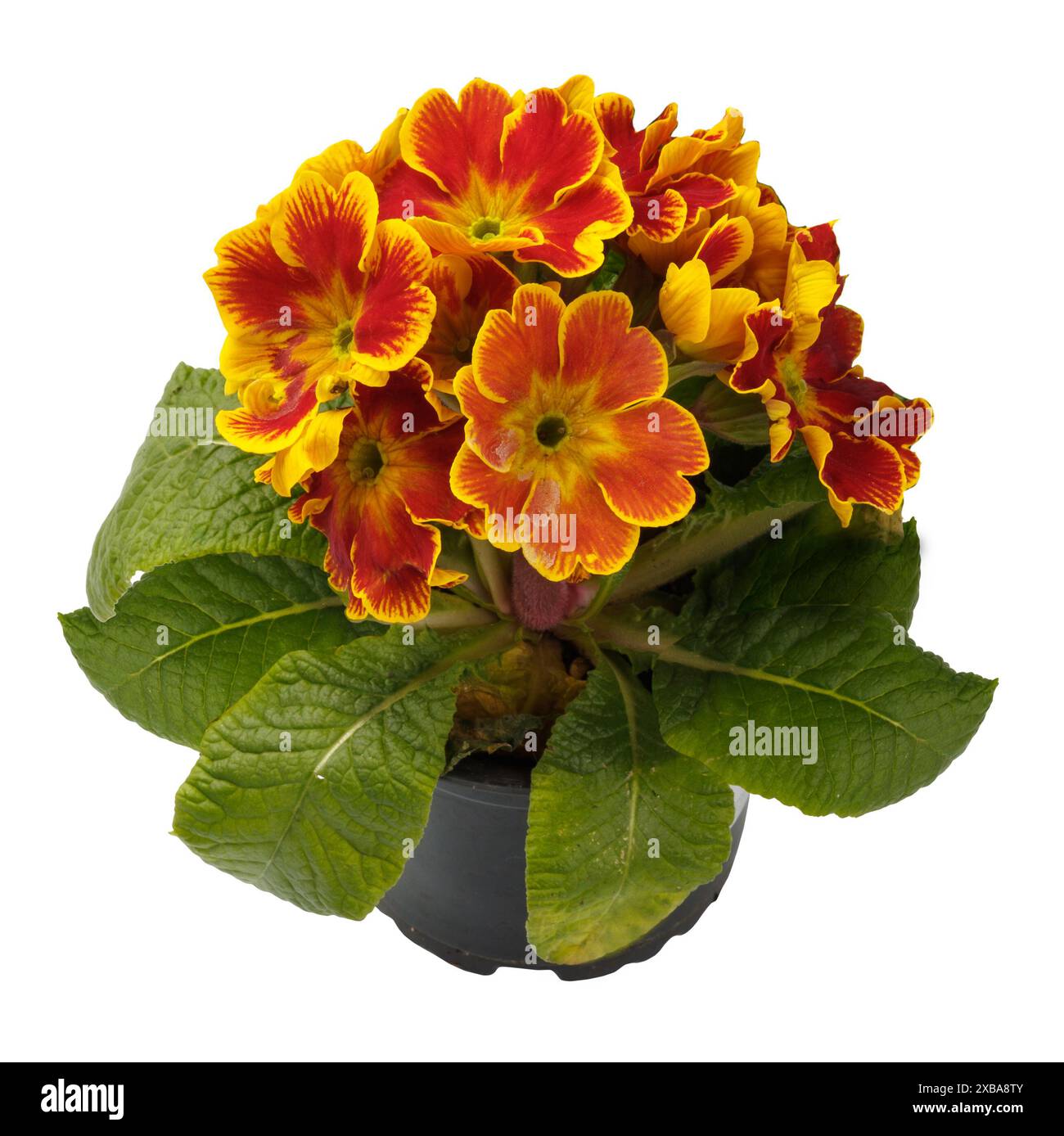 Spring time blossom of orange primroses flowers in pot, front view ...