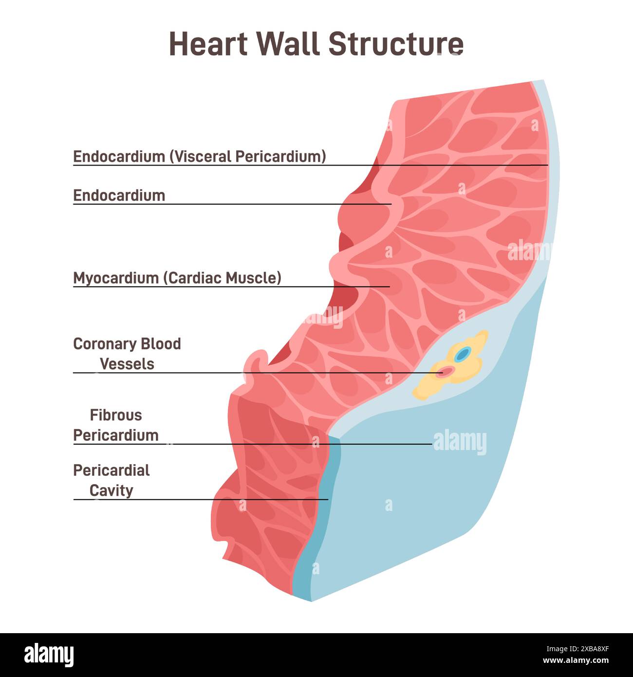 Heart wall structure Pericardium myocardium endocardium Labeled Biology Diagrams