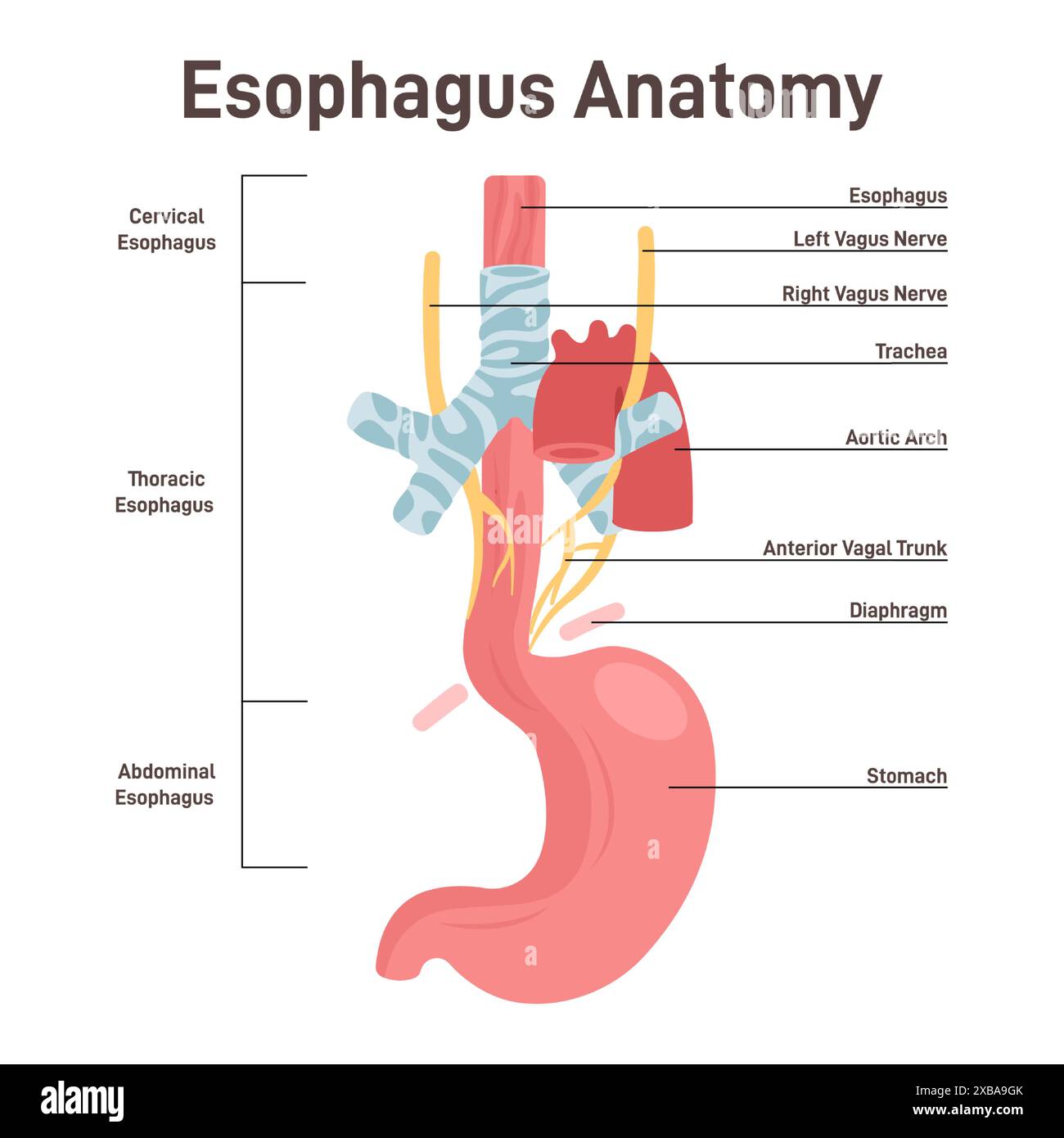 Esophagus anatomy Muscular tube that carries food and liquid from the Biology Diagrams