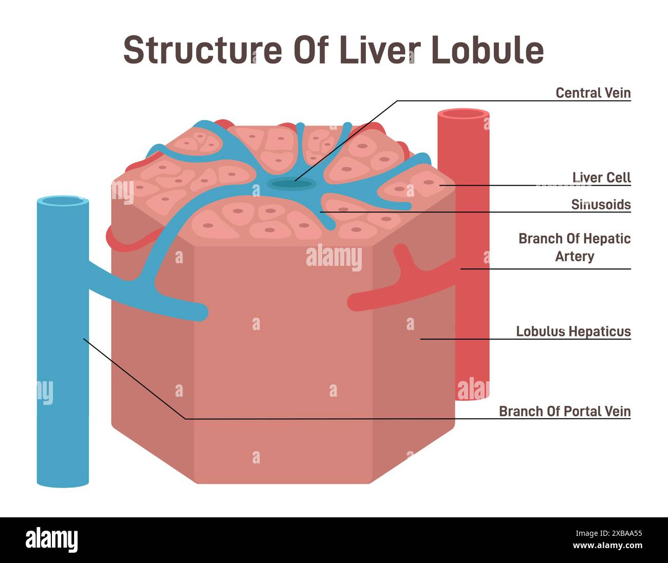 Liver Lobule Structure Hexagonal Shaped Part Of Human Internal Organ Liver Lobule Structure Hexagonal Shaped Part Of Human Internal Organ