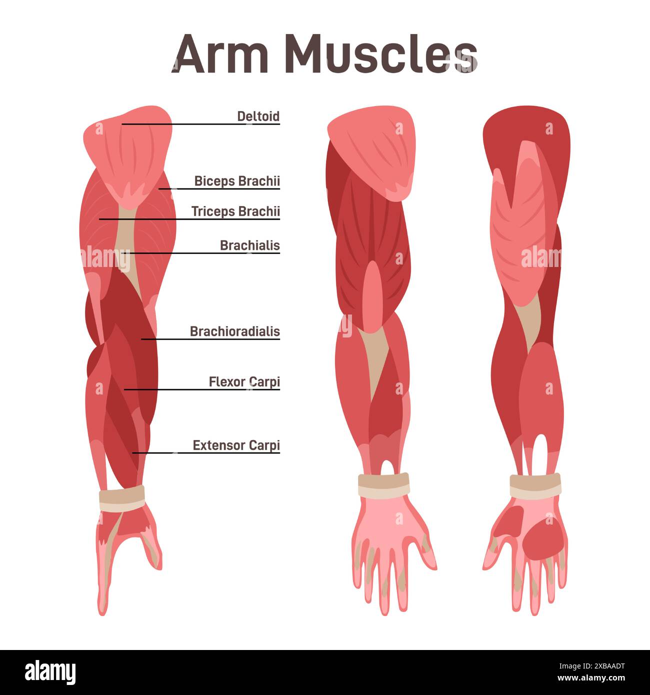 Arm muscle set. Didactic scheme of anatomy of human muscular system ...