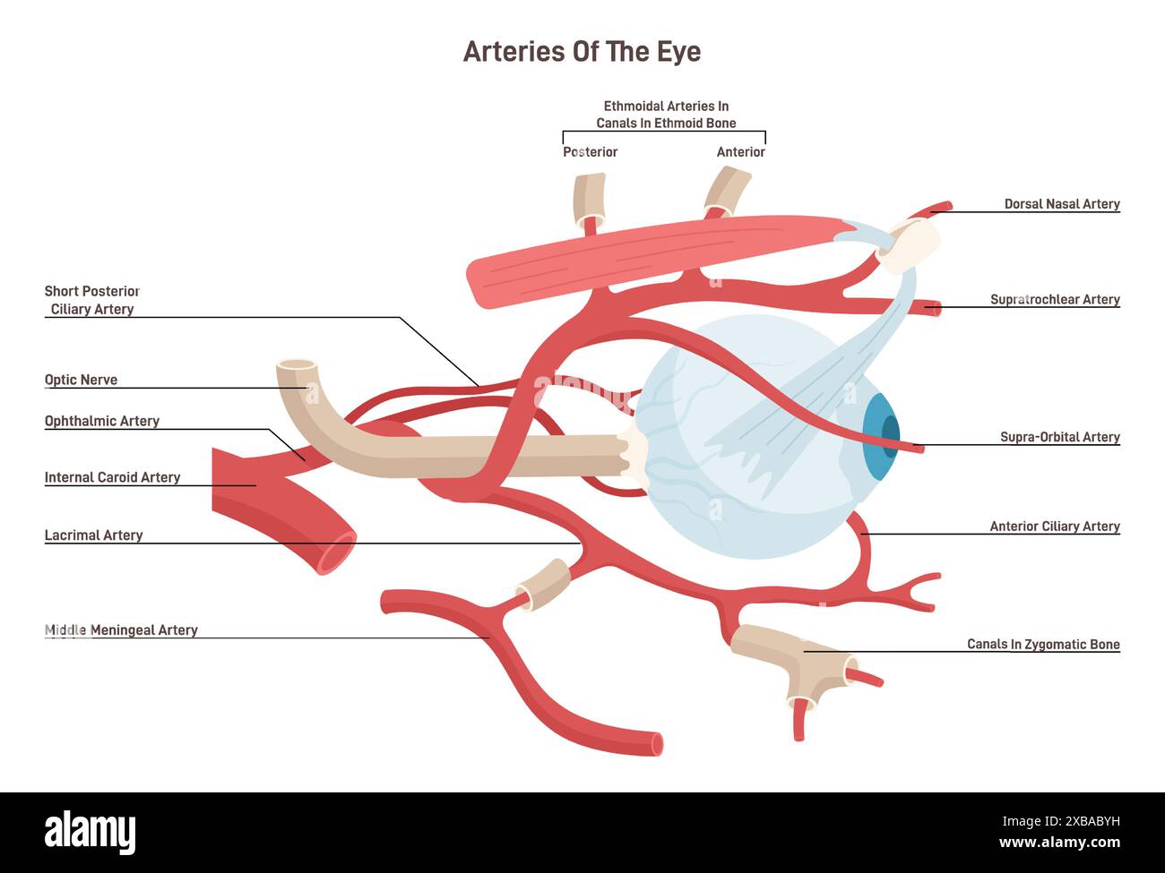 Human eye arteries. Ophthalmic artery and a central retinal artery ...